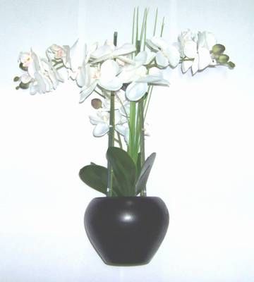 Ghiveci cu orhidee alba pentru bunastare si noroc