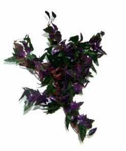 Buchet de iedera
