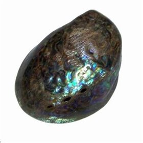 Scoica abalone pentru divinatie si protectie