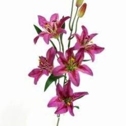 Floareanorocului de culoare mov