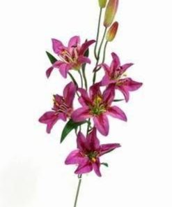 Floareanorocului de culoare mov