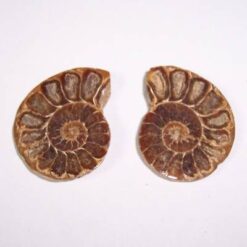 Amonite de protectie pentru cuplu.