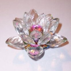 Lotus multicolorat