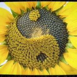 Tablou Feng Shui cu Yin-Yang si floarea soarelui