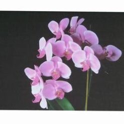 Tablou Feng Shui pentru restabilirea unei pozitii