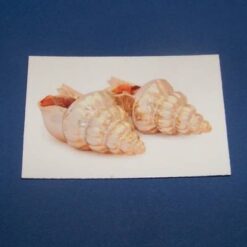 Pereche de scoici - #8 - card
