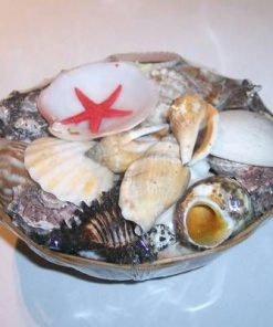 Cos cu scoici - remediu Feng Shui