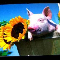 Tablou Feng Shui pentru nativii Porc/Mistret