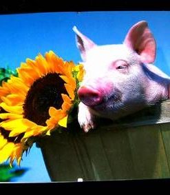 Tablou Feng Shui pentru nativii Porc/Mistret